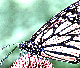 Papillon du 25&nbsp;novembre